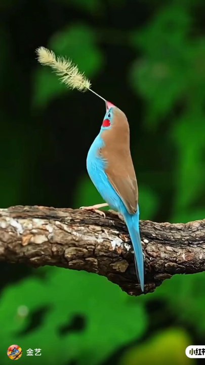 Birds working together, is beautiful 😍