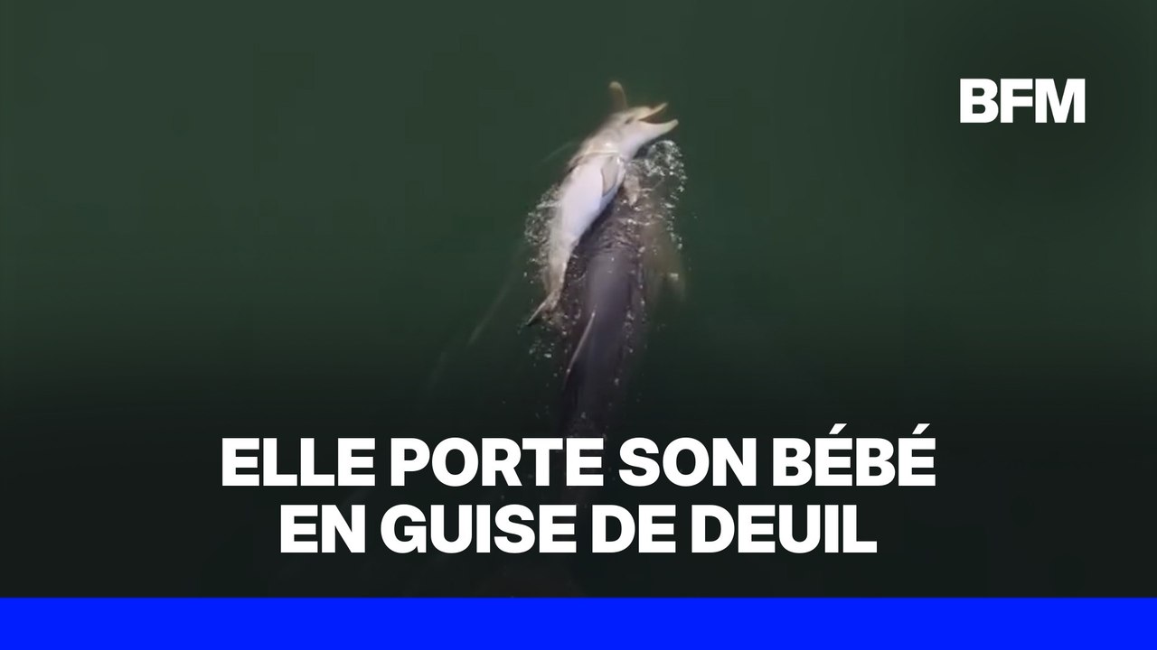 Une femelle dauphin porte sur son dos le corps sans vie de son petit