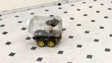 Rats Taught to Drive Cars Refuse to Stop