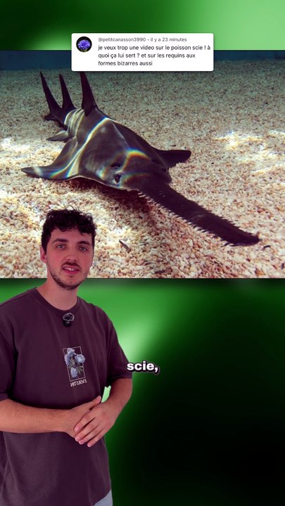 Ça ressemble à un requin... s'en est pas un ! #...