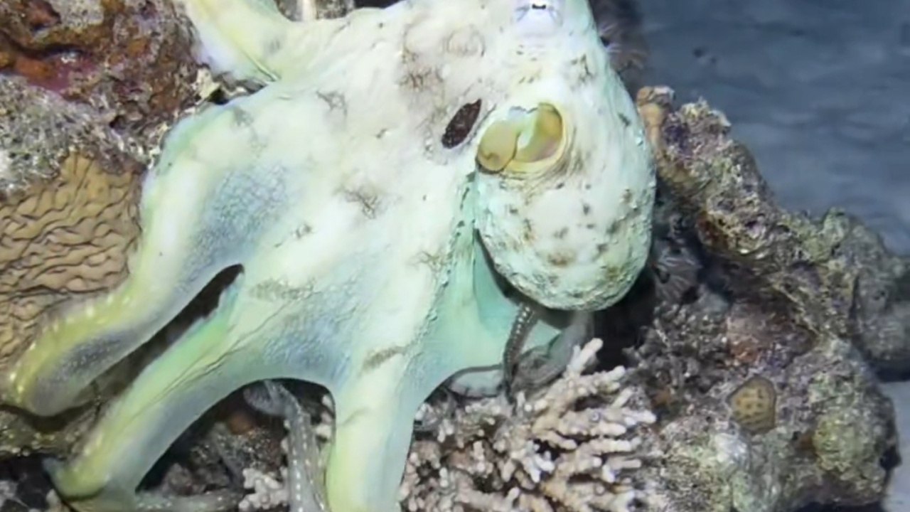 Squid Alter Their Hues in the Ocean
