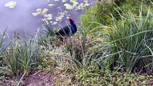 Australasian swamphen 09
