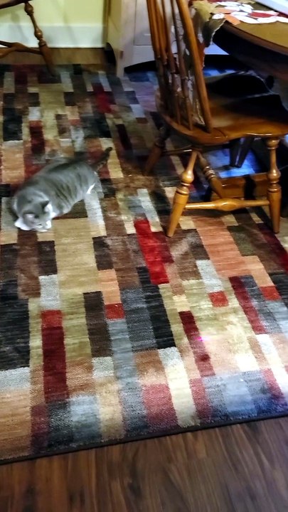 FUNNY: Cats Chasing A Red Dot Laser