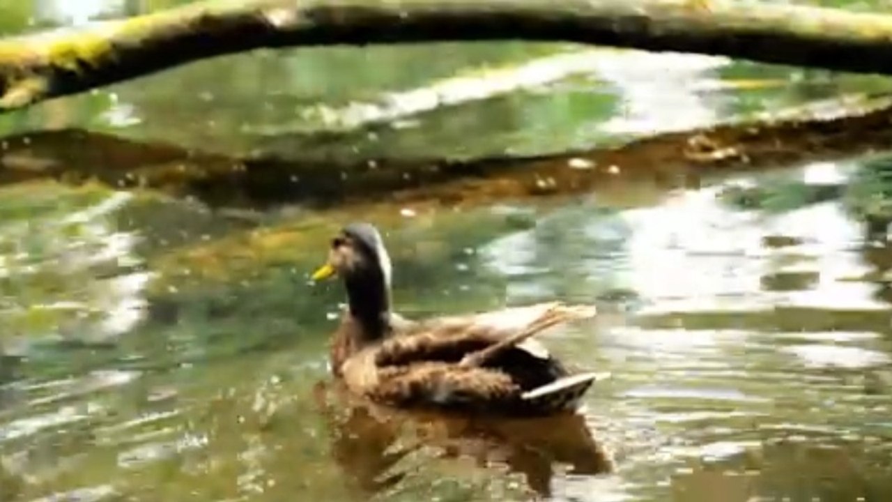 🦆 Patos Relajándose en el Agua 💙 | ASMR de Pato...