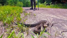 Seven rattlesnake hotspots in Kentucky