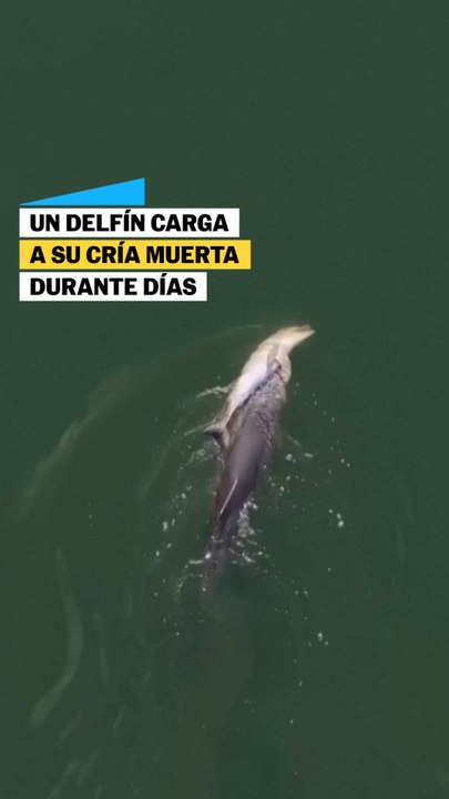 Un delfín carga a su cría muerta durante días