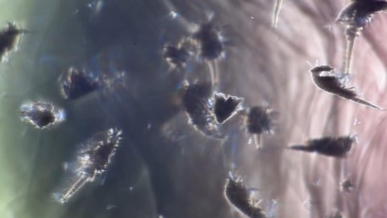 A closer look: trillions of tiny organisms shape ocean currents