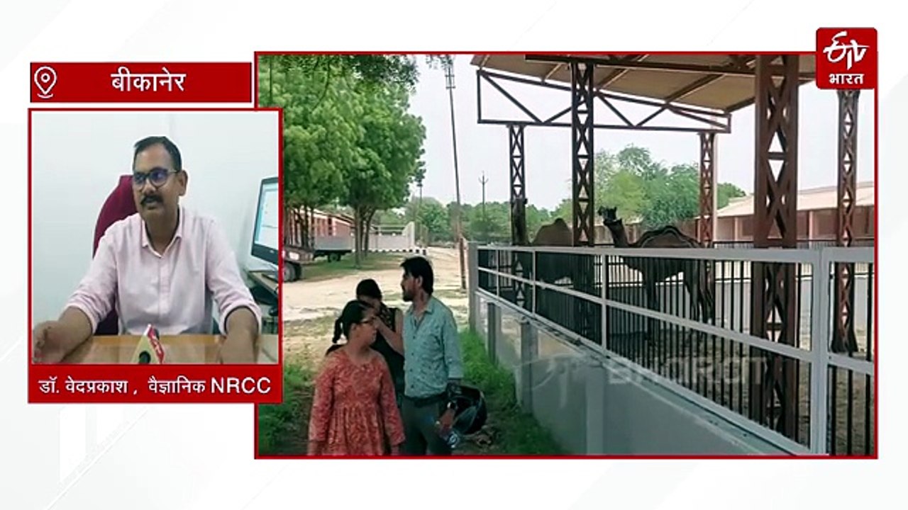अनूठे हैं समुद्र में तैरने वाले दुर्लभ खराई ऊंट, जानें क्यों आया इनकी नस्ल खत्म होने का संकट