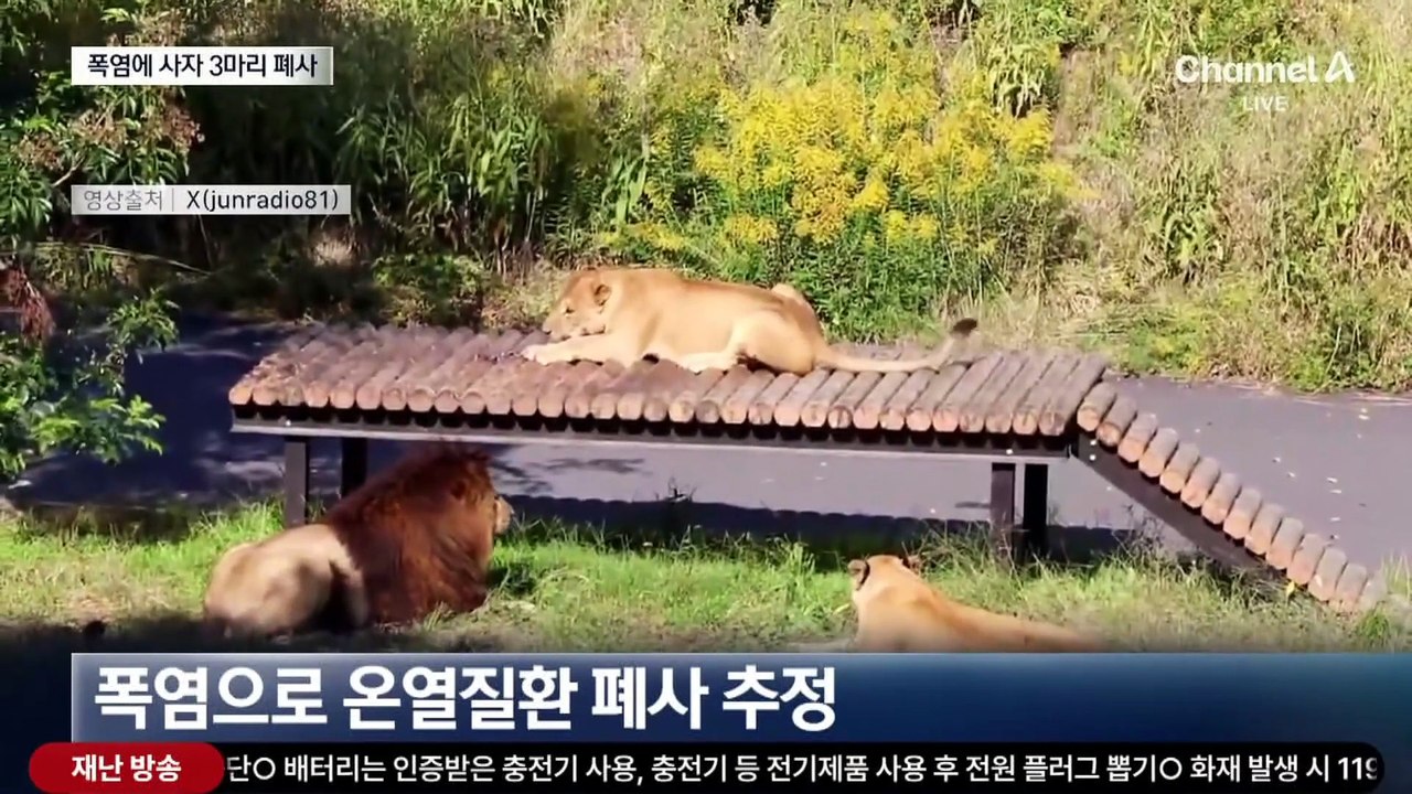 사자도 죽인 日 ‘살인 폭염’…9천 명 병원행