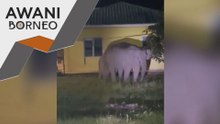 Penduduk Kinabatangan bimbang ancaman gajah liar