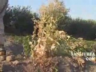 Tarladacalisan2 www.sanliurfa.com