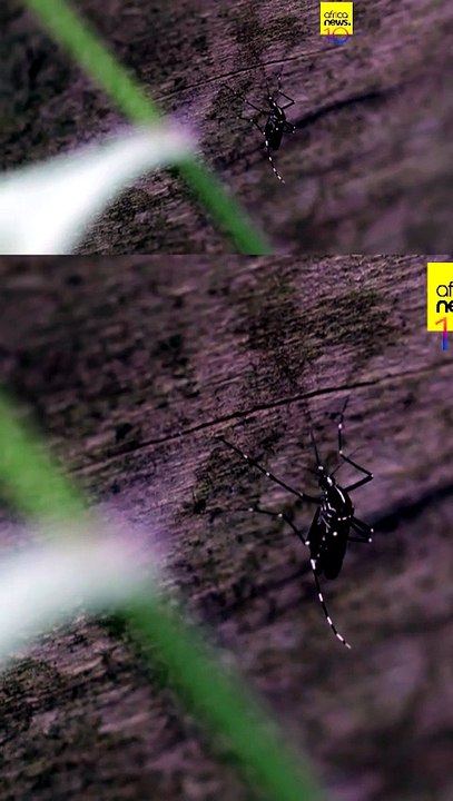 Invasive mosquito sparks malaria fears across Africa
