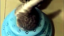Funny Cat Movement 😸😸😸