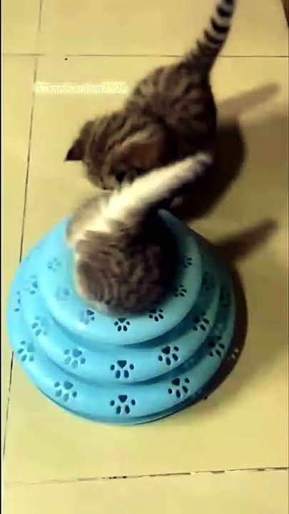 Funny Cat Movement 😸😸😸