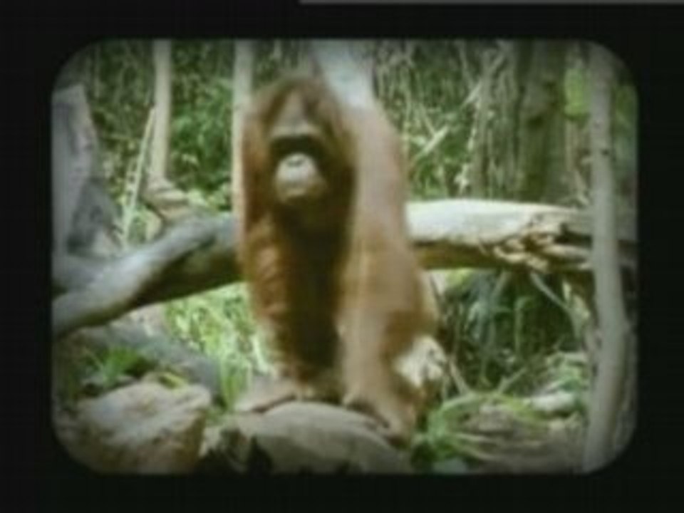 Macaco - Mama Tierra