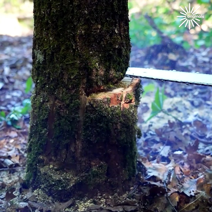 Tree felling using tongue and groove method