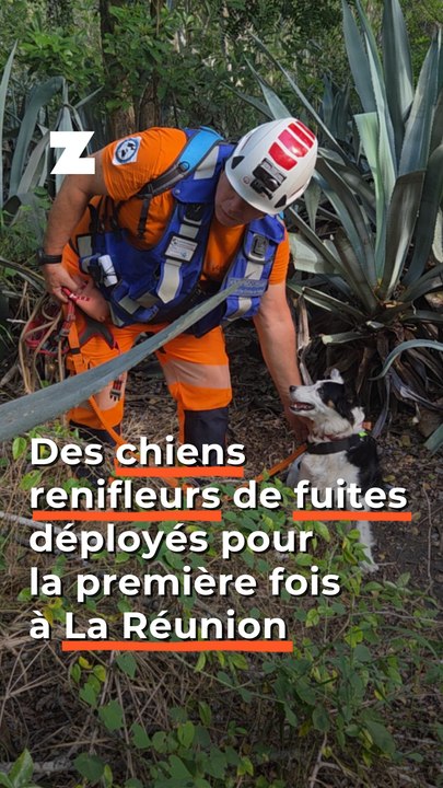 Des chiens renifleurs de fuites déployés pour la première fois à La Réunion