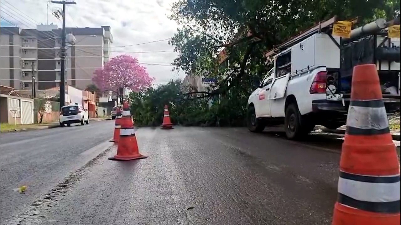 Rua Manoel Ribas é parcialmente interditada após queda de árvore