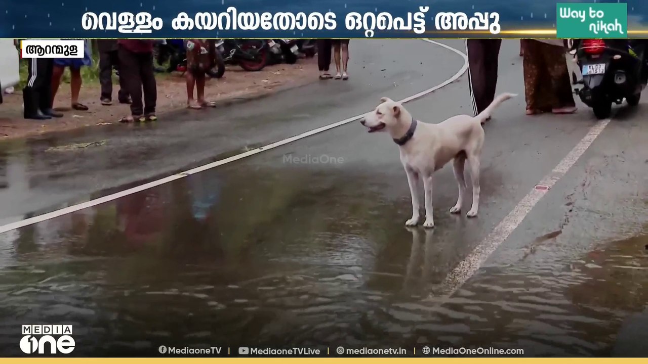 വെള്ളക്കെട്ടിൽ ഒറ്റപ്പെട്ടു; വെള്ളമിറങ്ങുന്നതും കാത്ത് ആറന്മുള അയ്യങ്കോലിക്കലുകാരുടെ സ്വന്തം അപ്പു