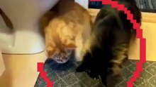 OS GATOS SE ASSUSTAM COM AS COISAS MAIS ALEATÓRIAS 🐱🔥