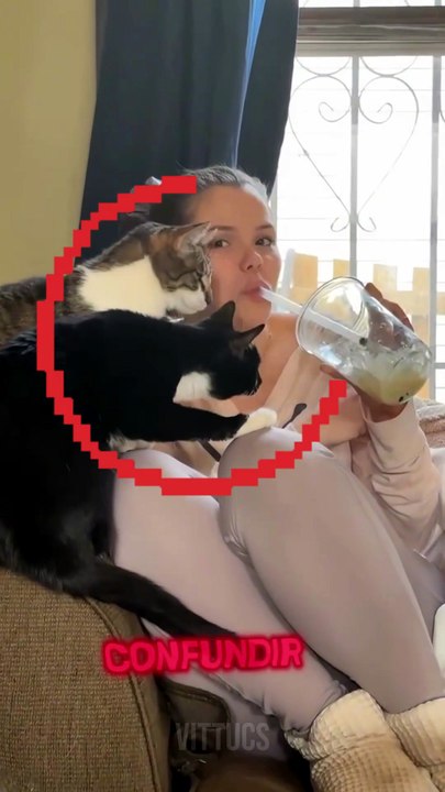 VOCÊ VAI BUGAR A MENTE DESSES GATOS 🐱🔥