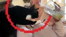 VOCÊ VAI BUGAR A MENTE DESSES GATOS 🐱🔥