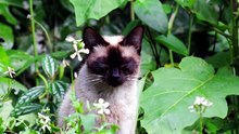 where are siamese if you please