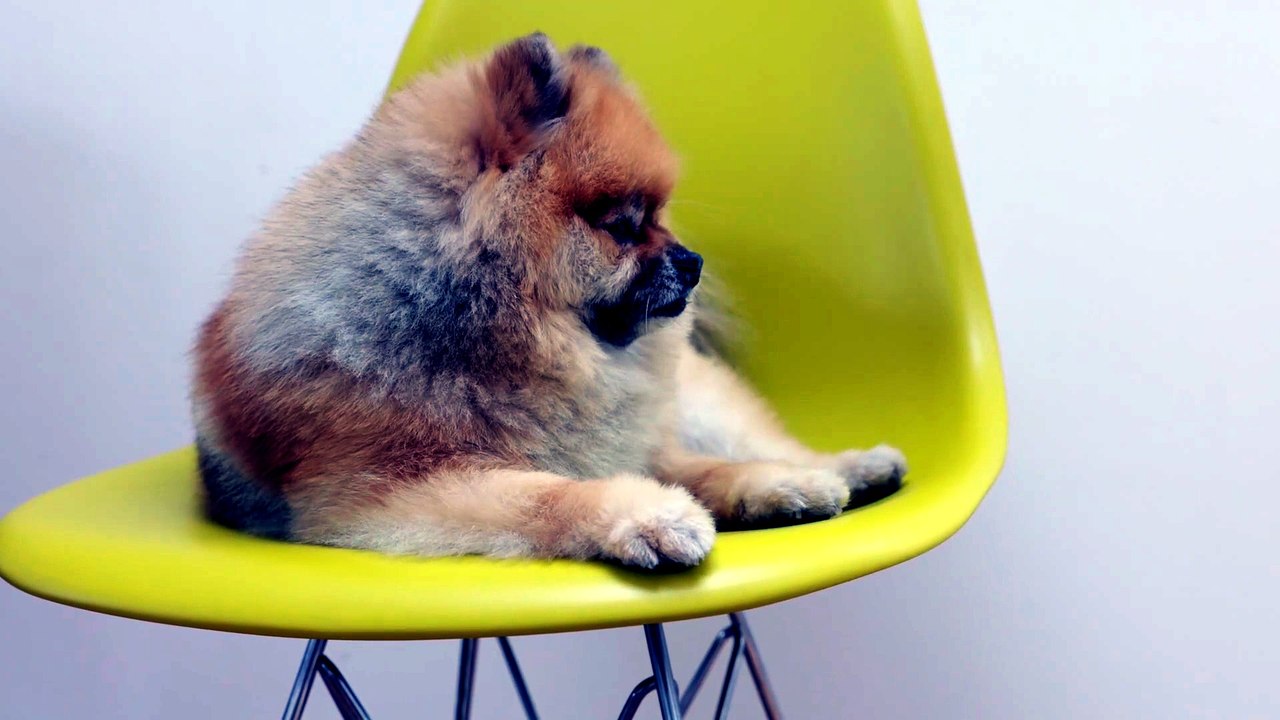 why pomeranian won't eat