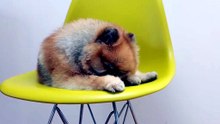 what pomeranian dogs eat