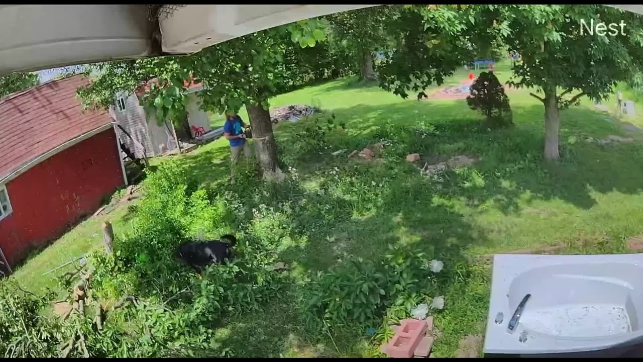 Tree Crashes Into Home With Dog Inches Away