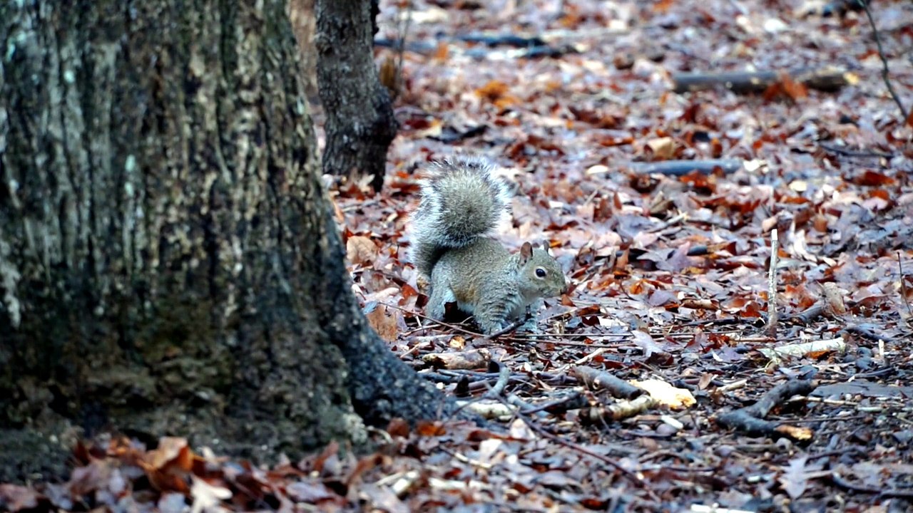 what do baby squirrels eat