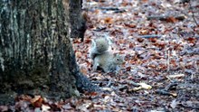 what do baby squirrels eat