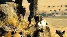 Unbelievable! Eagle Attacks Hyena Pack and Carries Away a Hyena Alive! 🦅😱
