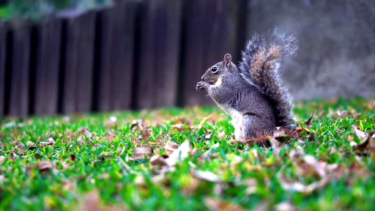 why squirrel make noise