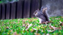 why squirrels can survive free falls