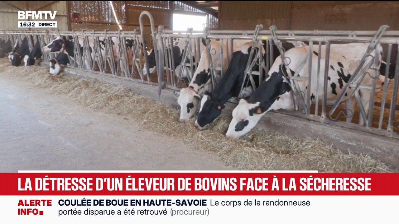 Sécheresse: "On va produire moins de lait", s'inquiète un éleveur de bovins face à la chaleur qui affecte les récoltes et ses animaux