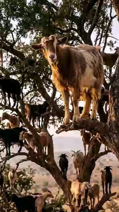 "This Looks Fake, But These Goats Really Live i...