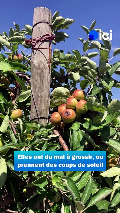 "On espère de la pluie" : face à la sécheresse, les producteurs de pommes normands dans l'incertitude
