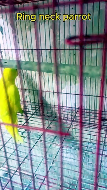 Ringneck parrot unable to fly