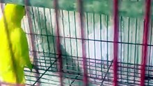 Ringneck parrot unable to fly