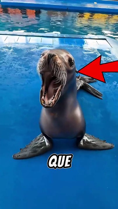 A FOCA SE VINGOU DELE 😂 #curiosidades #shorts