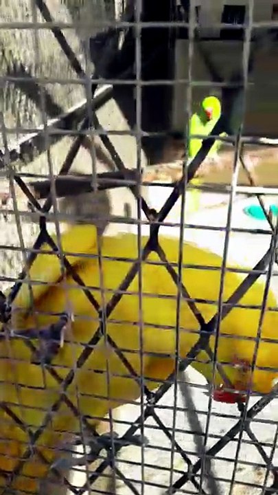 Yellow ringneck parrot