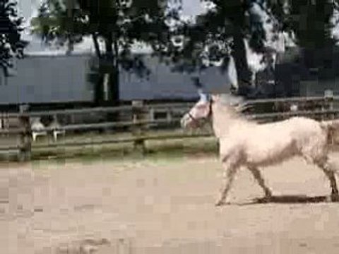 Si dorée 1 er séance de CSO juin 2008