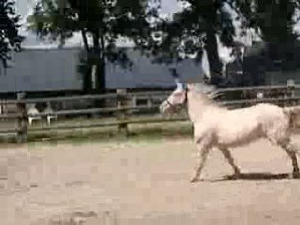 Si dorée 1 er séance de CSO juin 2008