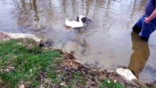 Baby Tooey practices exploring the bottom of the pond. | #SparklegleamFarm #TheGinger #Lemongrab #Tooey #farm #geese #farmanimals #UNACCEPTABLE #cute