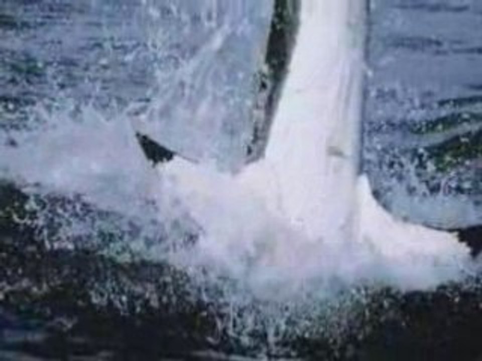 requin blanc