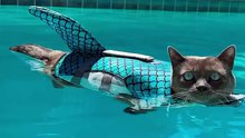 Pet Shark Fin Life Jacket for Dogs & Cats – Cute & Safe Swim Vest 🦈