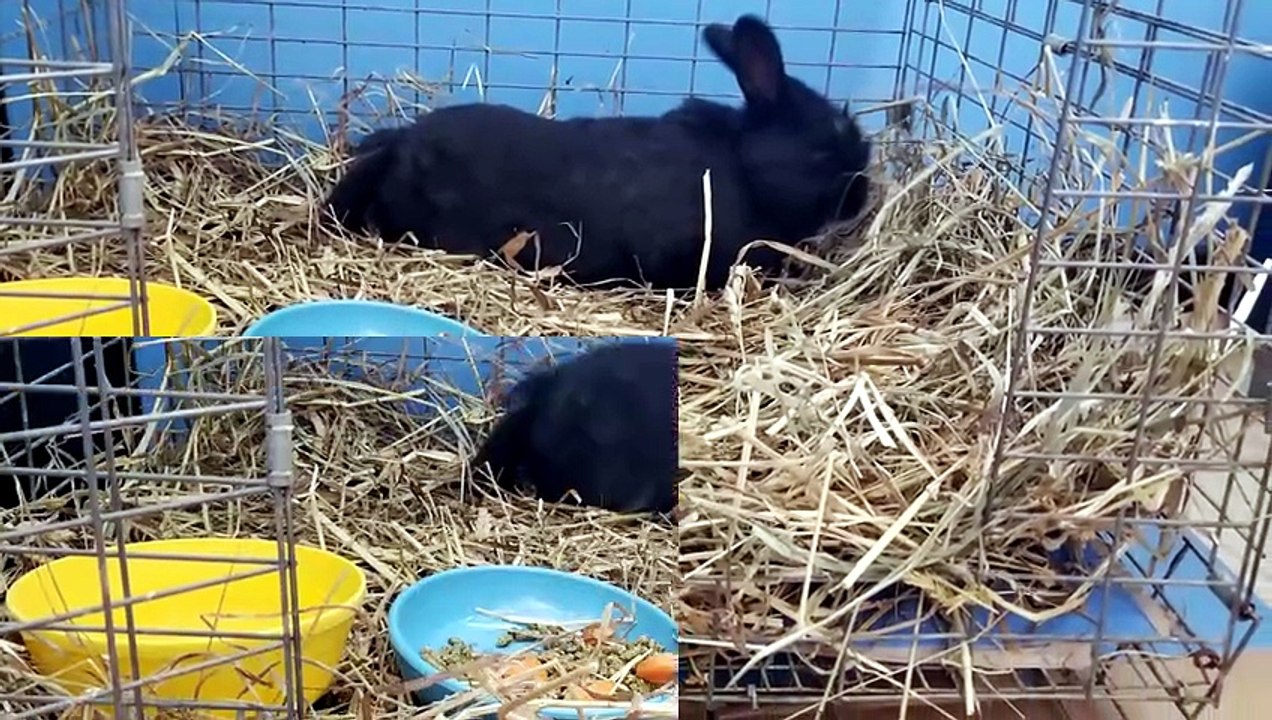 Royalty treatment begets a luxurious rest. | #SparklegleamFarm #Bunny #farm #rabbit #farmanimals #cute