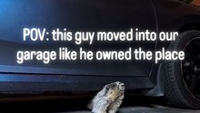 marmota boleia canadá