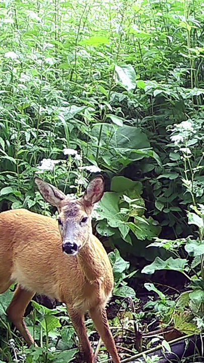 shorts Wild Boar, Deer, and a Midnight Moose